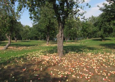 Apples on the ground