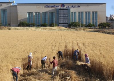 A wheat field in Amman City cultivated by Albarakeh Wheat