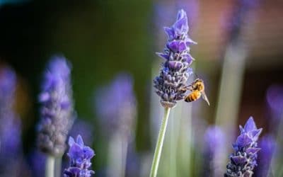 EdiCitNet joins #Flowers4Bees campaign to raise awareness of the threats faced by pollinator insects