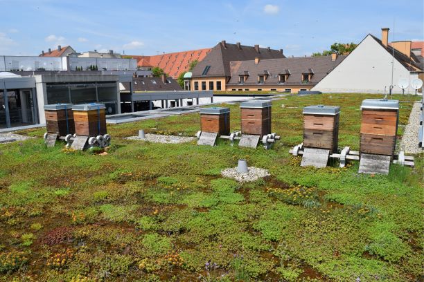 Green rooftop with beehives