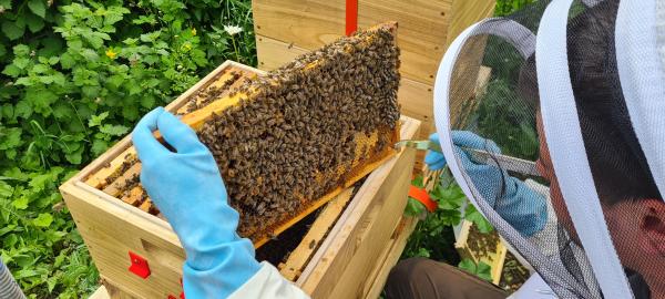 Digital Bee Hive Andernach