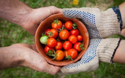 EdiCitNet kicks off the #EdibleCitySolutions campaign to raise awareness about green urban food innovation