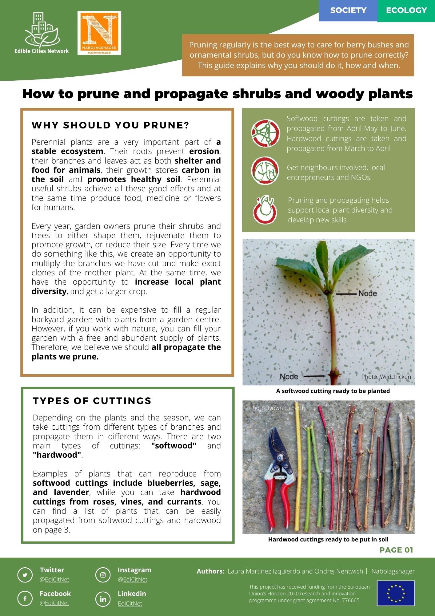 Pruning regularly is the best way to care for berry bushes and ornamental shrubs, but do you know how to prune correctly? This guide explains why you should do it, how and when.