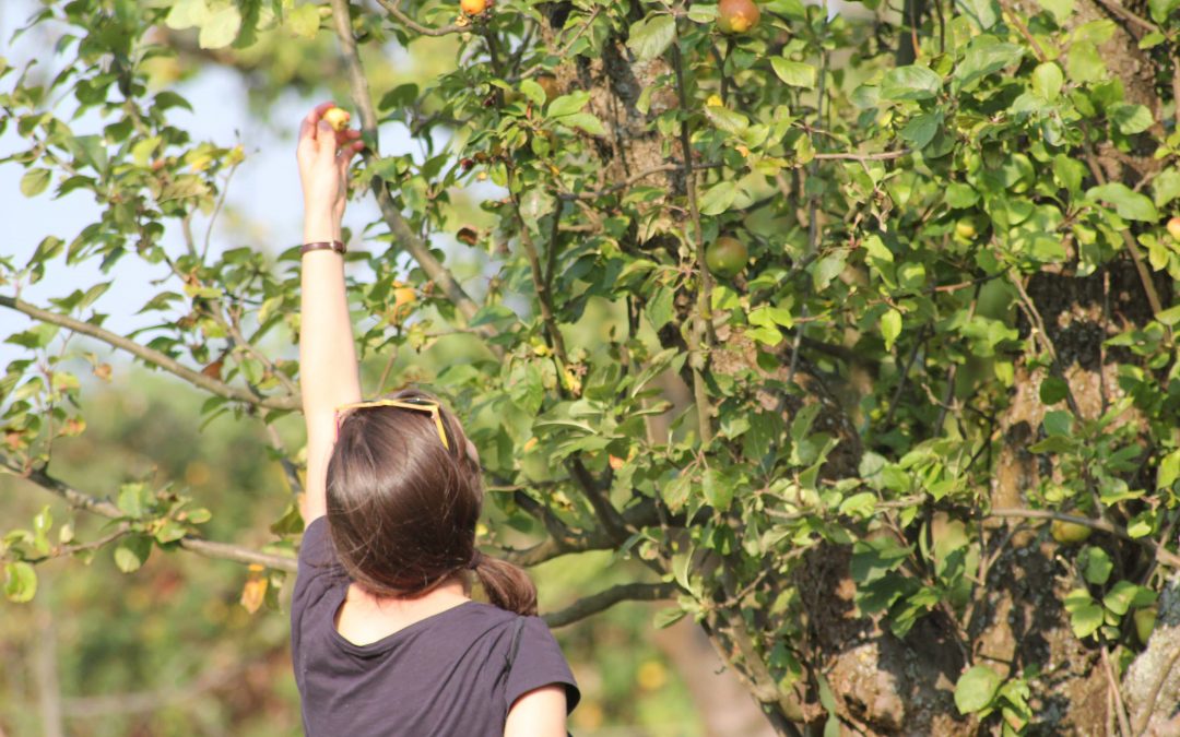 Griff zum Apfel Berlin