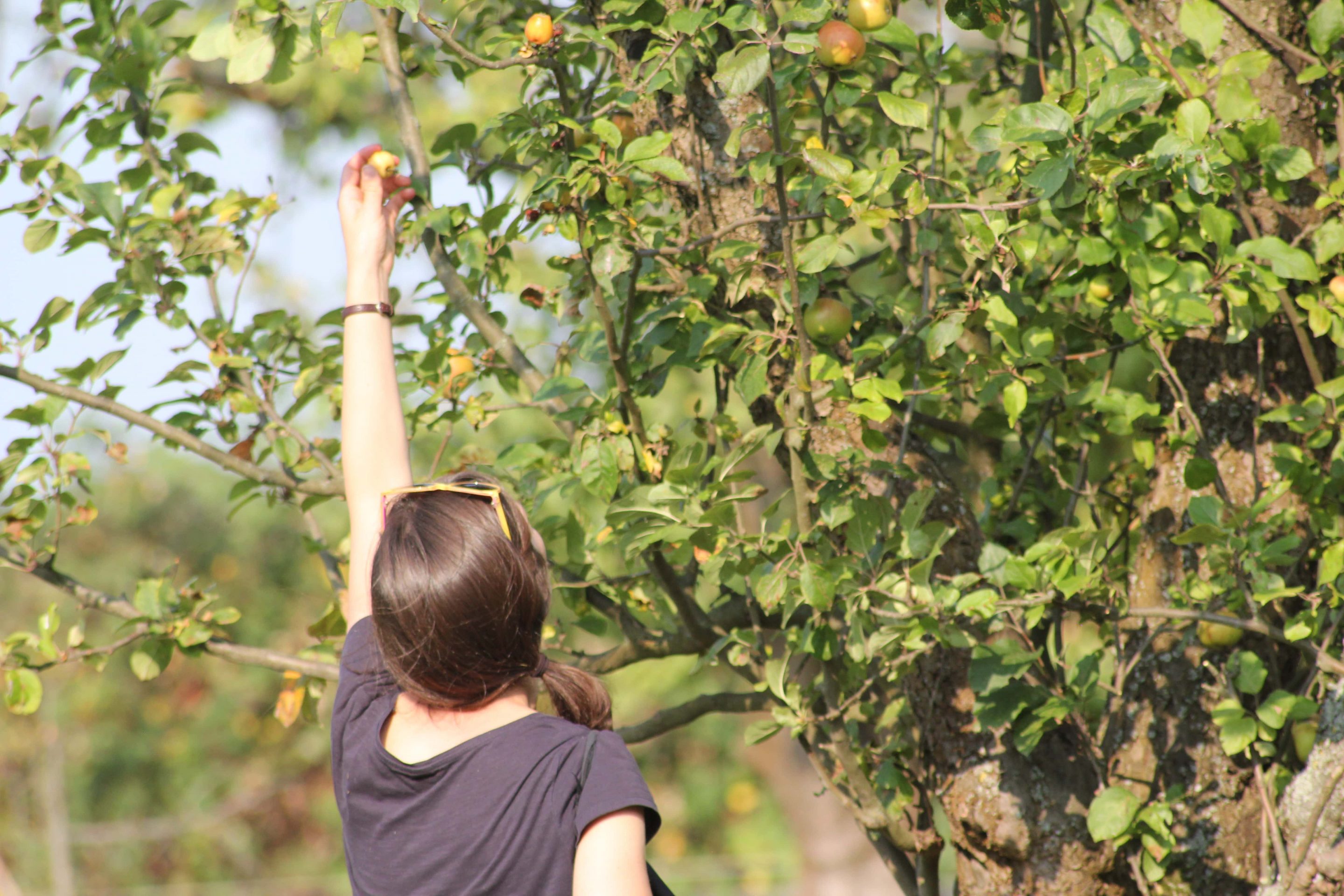 Griff zum Apfel Berlin