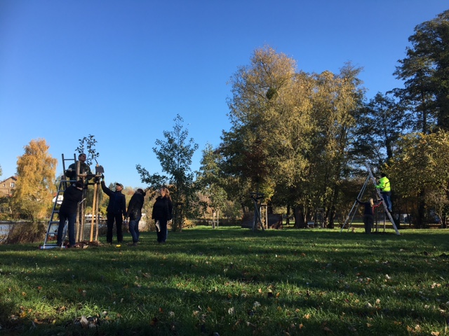 Fruit Tree Pruning