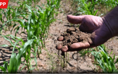 Documentary about water shortage and the climate crisis in the Berlin-Brandenburg region