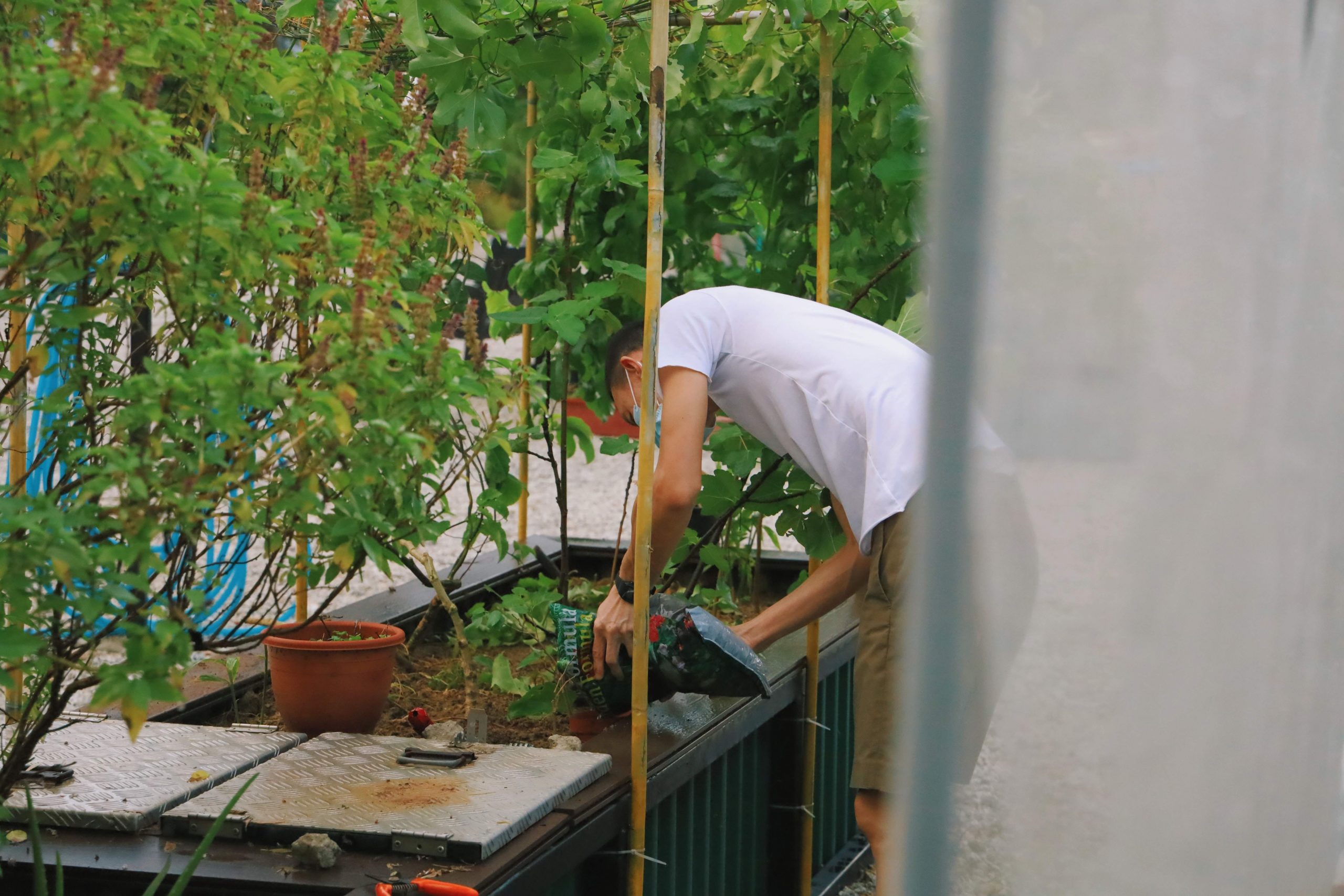 tomato plants urban farming