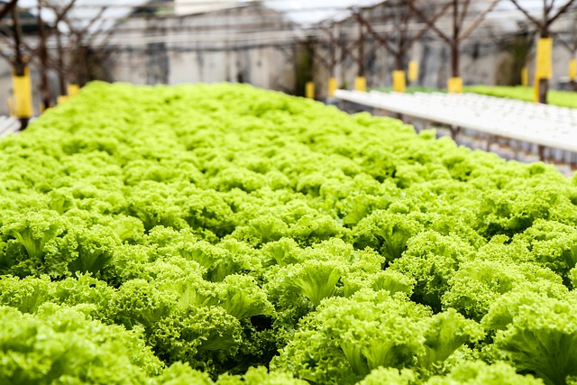 hydroponics lettuce growing 