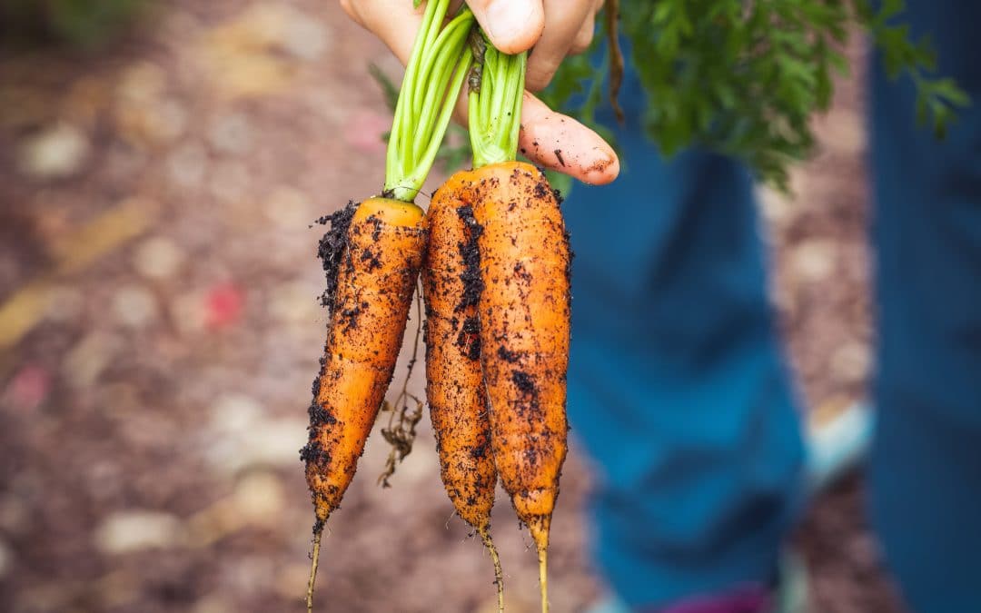 The edible city also works in winter!